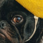 A pug wearing a yellow beanie
