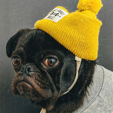 A black pug wearing a yellow knit beanie, shown with a vintage film border treatment — How to Add a Film Border to Any Image in Photoshop tutorial thumbnail