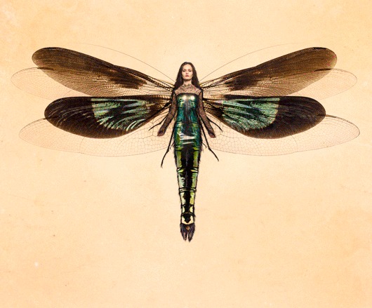 Finished composite of a woman with iridescent dragonfly wings on a warm amber background