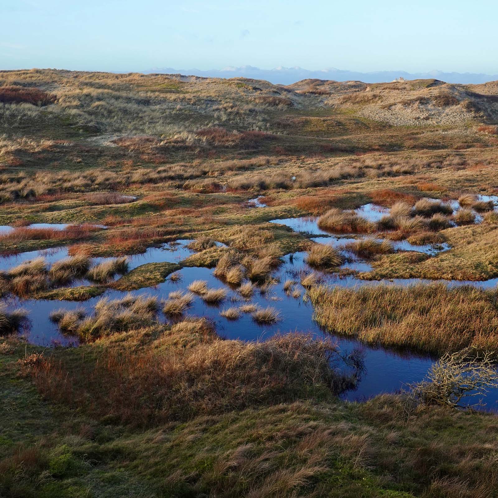 Coastal dune marsh at golden hour before editing, tidal channels winding between grass tussocks under flat, cool light