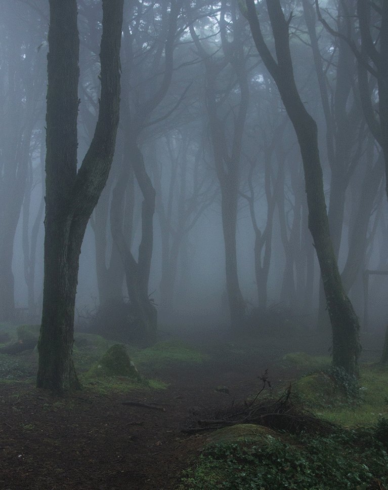 Misty forest background before the subject is composited in