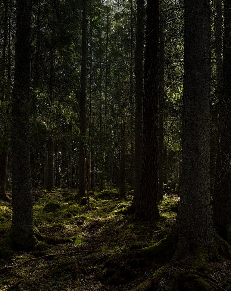Mossy pine forest background extended upward, before the fairy princess is composited in