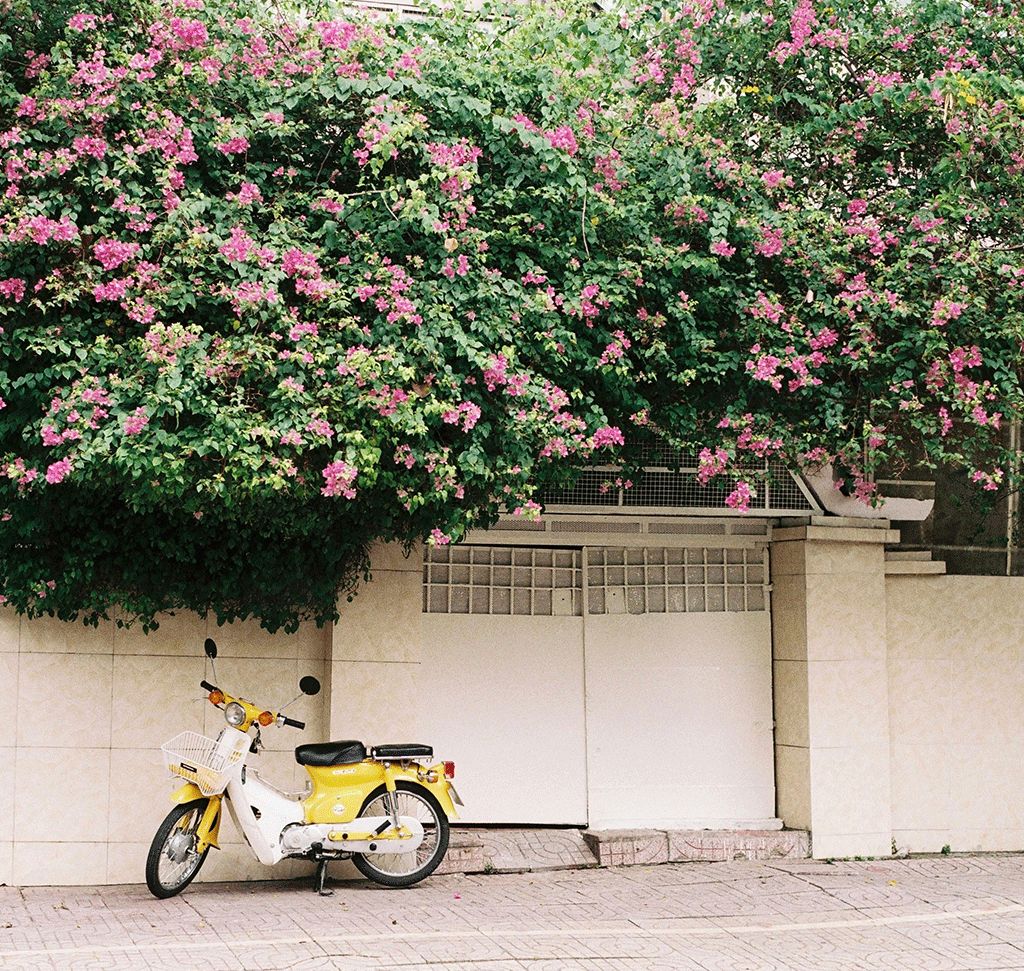 Wall covered in pink blossom with a bicycle parked beneath it