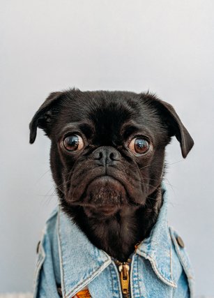 Black pug in a denim jacket