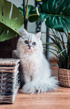 White kitten among green plants