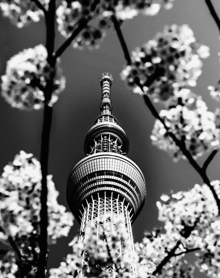 Black and White Photoshop action after: cherry blossoms framing a tower with High Contrast 1