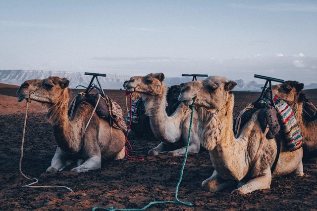 Camels resting in the desert