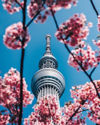 Tower framed by cherry blossoms