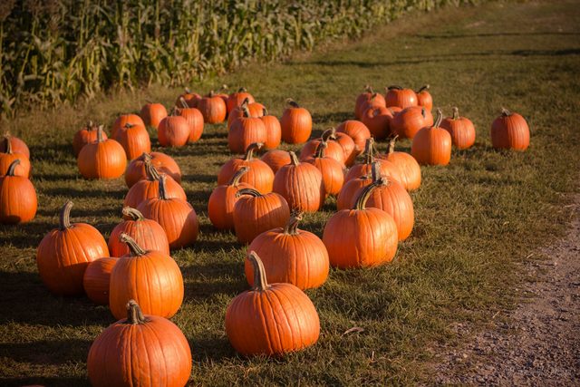 Rows of pumpkins on grass beside a cornfield
