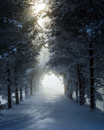 Snowy forest road under tall trees