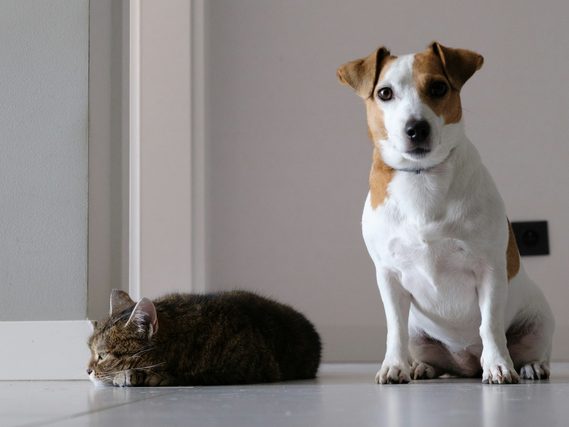 Jack Russell terrier sitting beside a sleeping tabby cat
