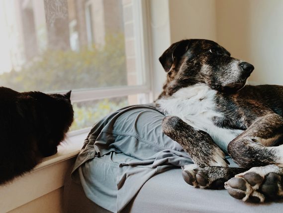 Brindle dog resting on a sofa next to a black cat