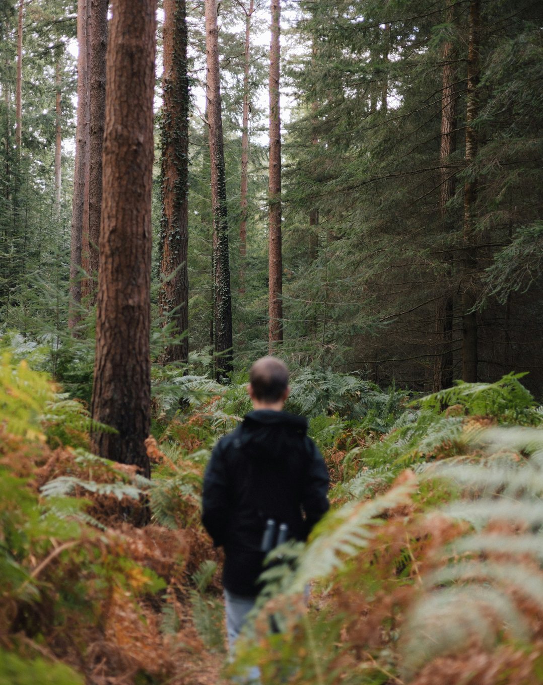 Before: a man standing among ferns in a pine forest