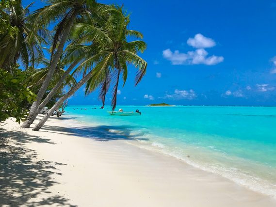 Palm trees leaning over a white sand beach and turquoise water
