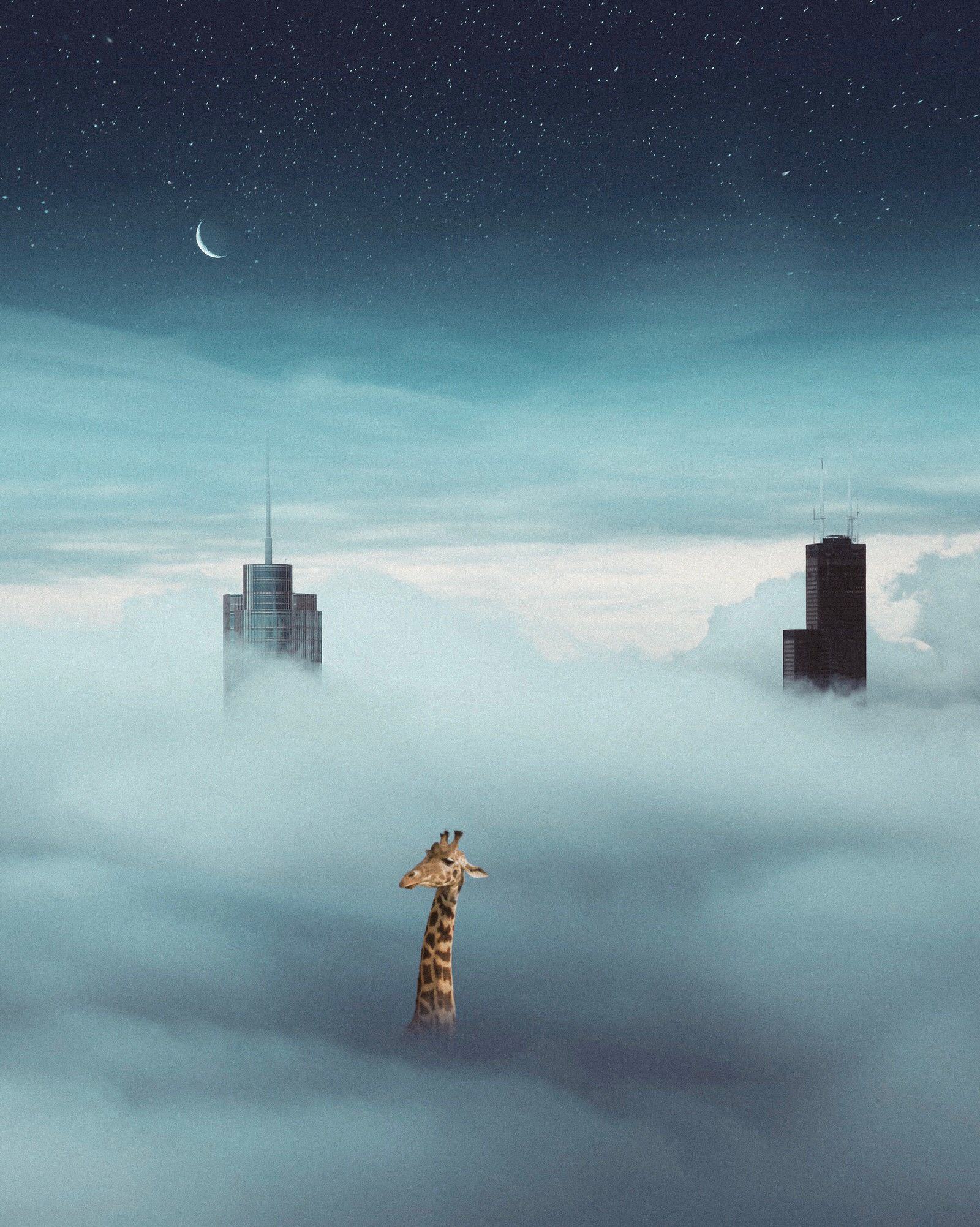 Composite of a giraffe's head and neck rising out of fog between two skyscraper tops under a crescent moon