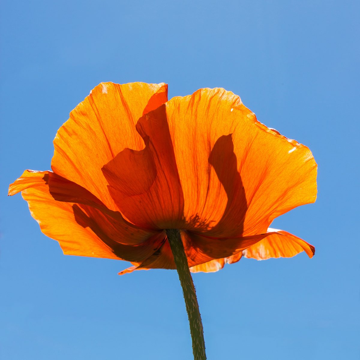 A single orange poppy photographed from below against a deep blue sky