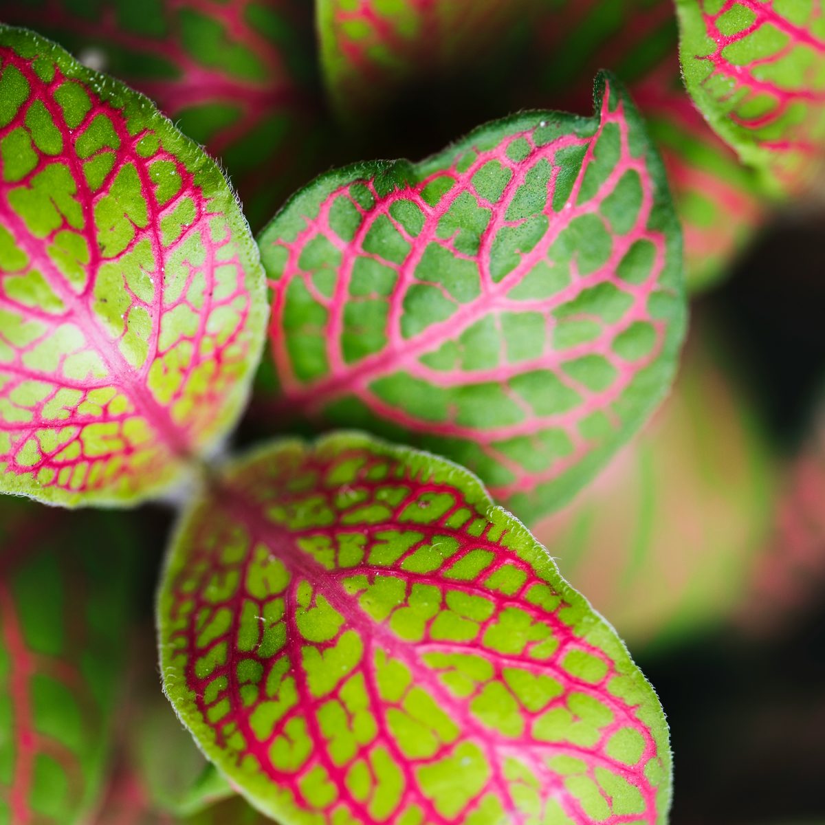 Close-up of green leaves with bright pink veins