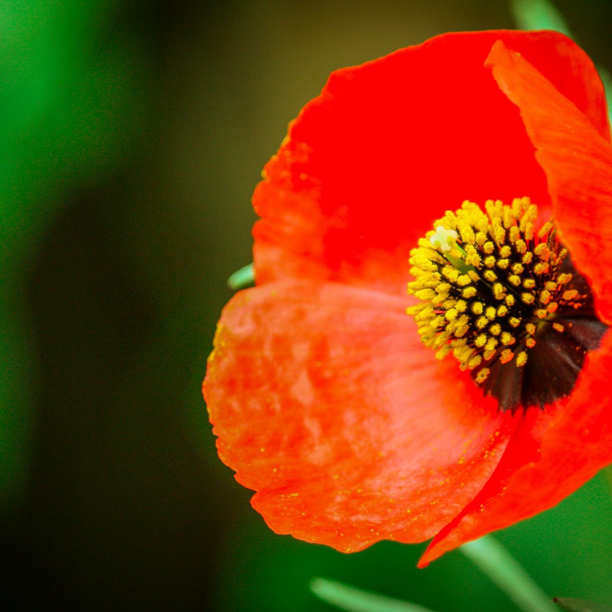 A red poppy with a yellow center against soft green leaves