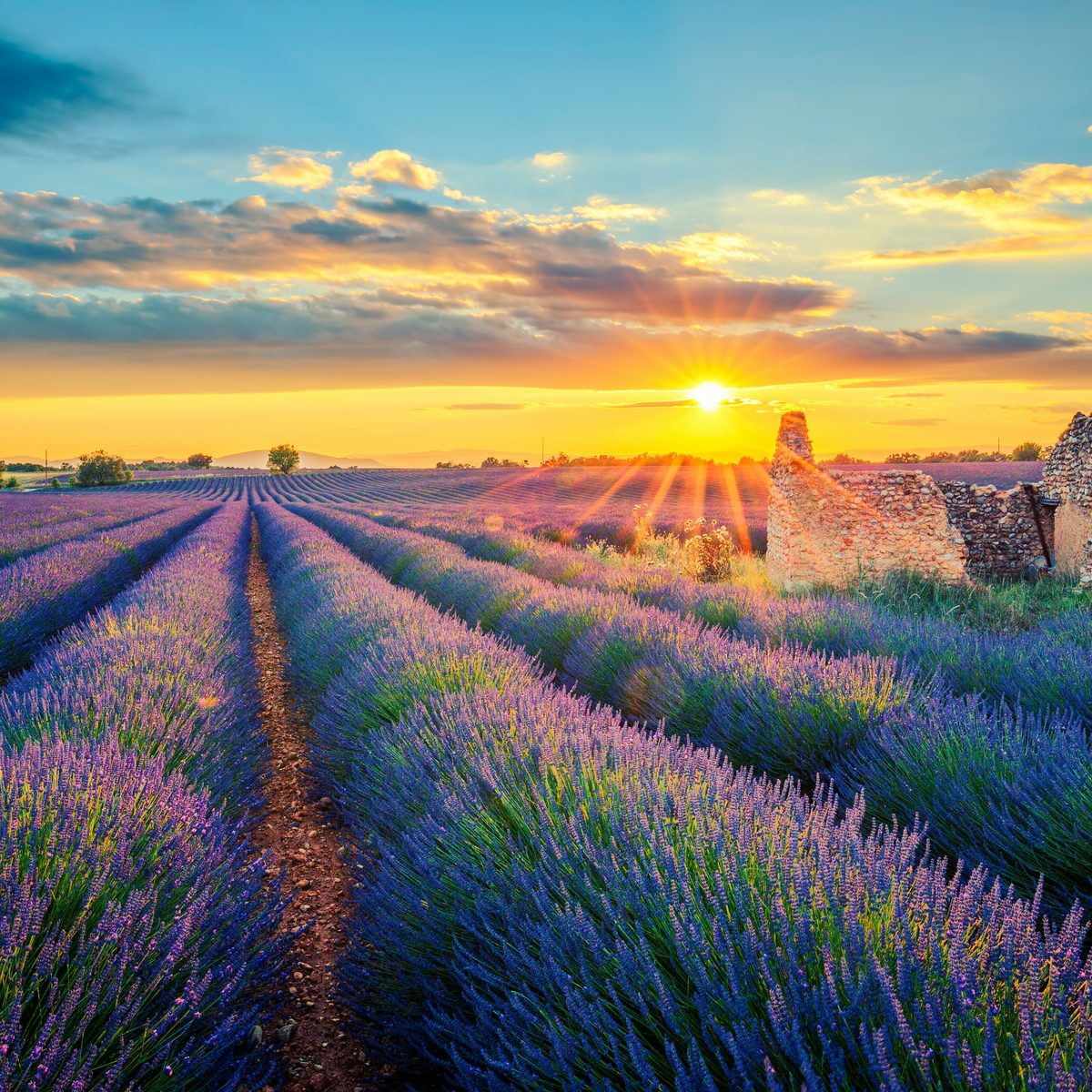 Rows of purple lavender under a golden sunset sky