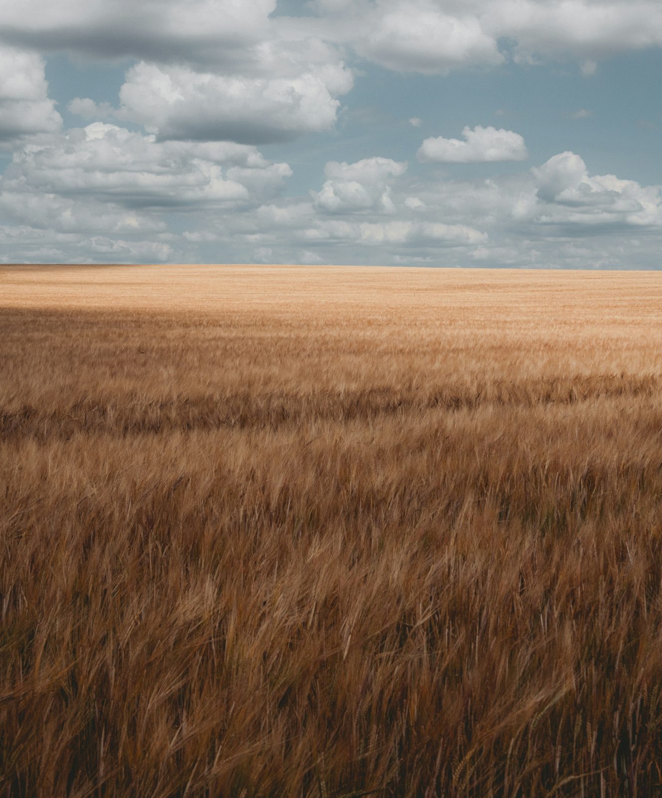 A grain field filling the lower two thirds of the frame, with the horizon on the upper third line
