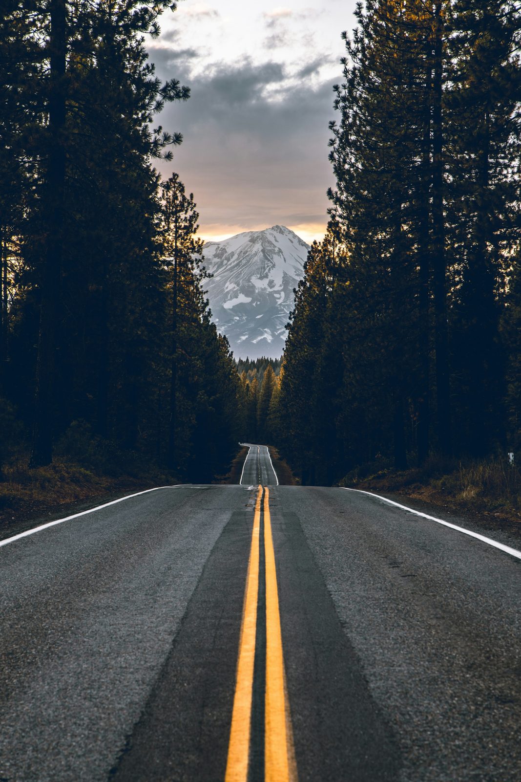 A road with a yellow centre line running between pine trees toward a snowy peak