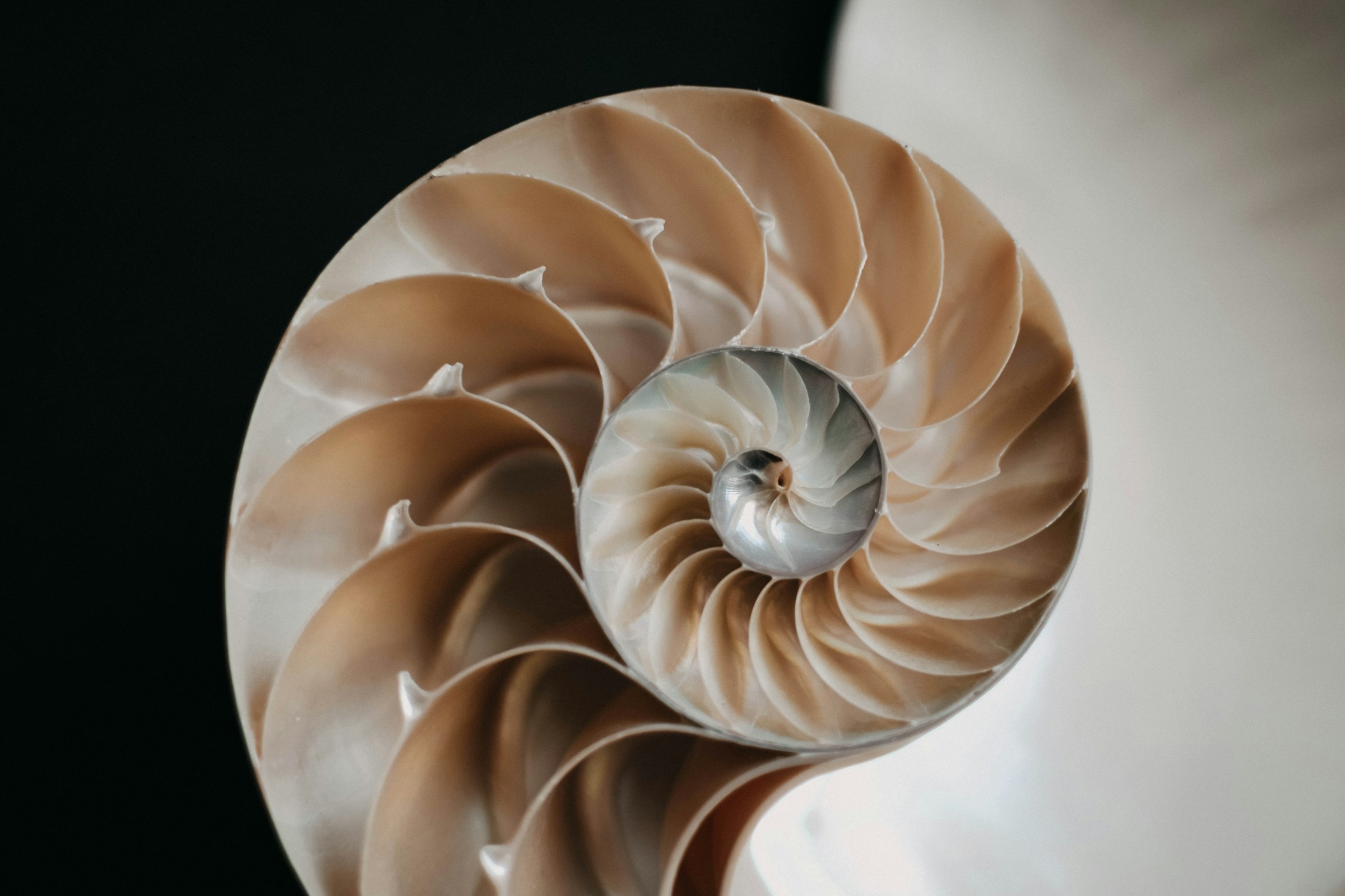 Cross-section of a nautilus shell showing its spiral chambers