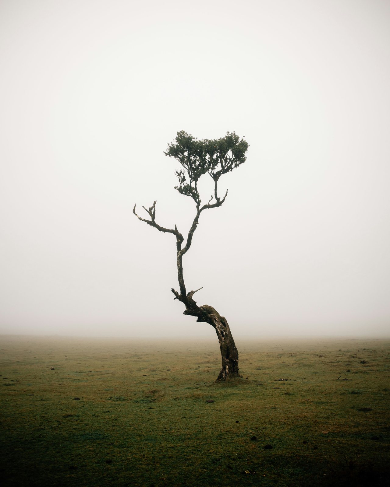 Negative space in photography example: a lone tree standing in a foggy field