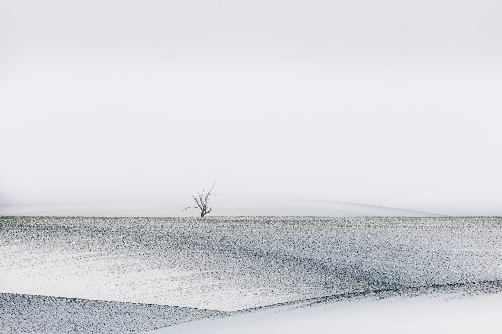 A small bare tree in a ploughed field dusted with snow, under a plain white sky